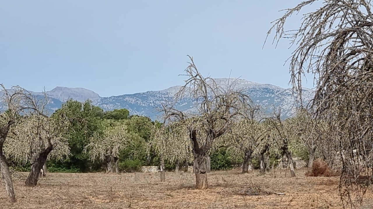 Finca plot near Costix 